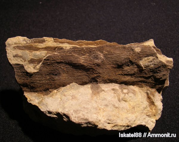 stigmaria, стигмарии