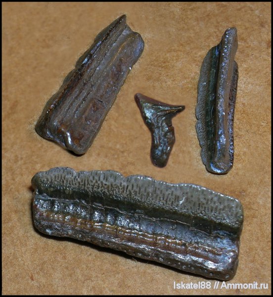 рыбы, зубы, нижний карбон, Калиновские выселки, Petalodontiformes, Chomatodus, fish, teeth