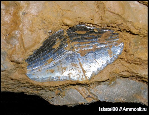 нижний карбон, Petalodontiformes, Petalodus