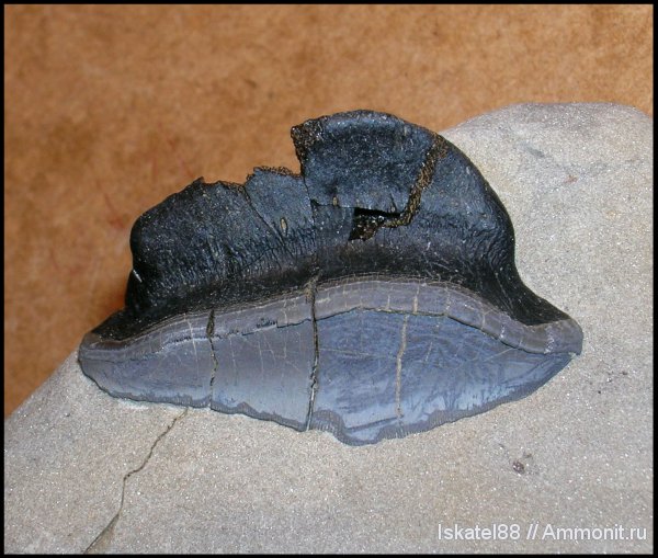 нижний карбон, Petalodontiformes, Petalodus