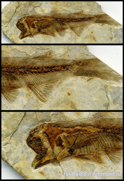 рыбы, Lycopthera, fish