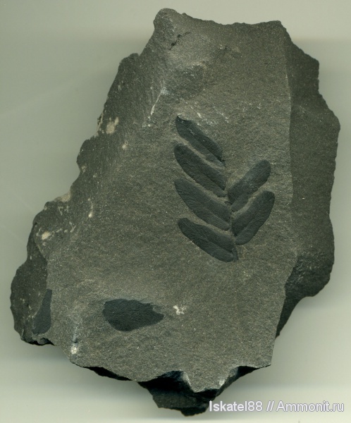 Neuropteris