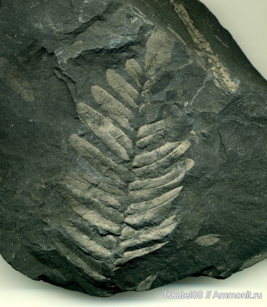 Neuropteris