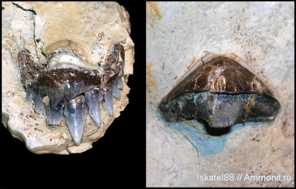 рыбы, зубы, нижний карбон, Калиновские выселки, Petalodontiformes, Pristodus, fish, teeth