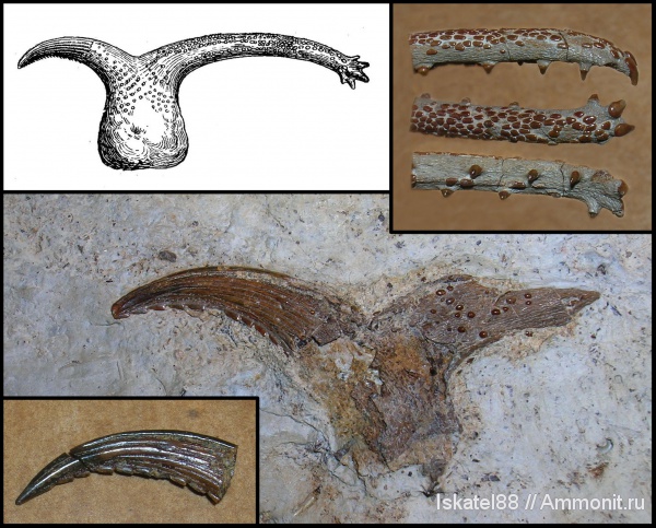 головной шип, Menaspiformes, Erismacanthus