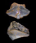 Центральный и боковой зубы Petalodus acuminatus ( Agassiz, 1838 )