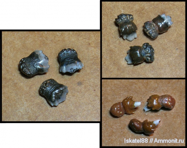 рыбы, зубы, fish, teeth