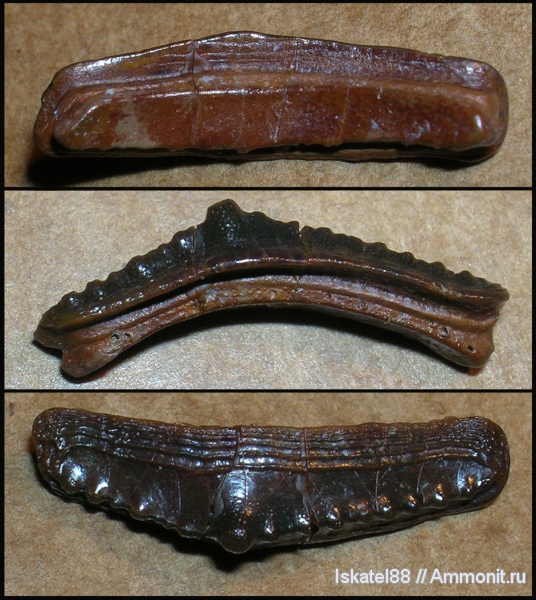 рыбы, зубы, Venustodus, Euchondrocephali, fish, teeth