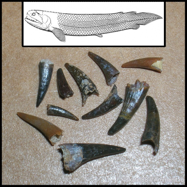 рыбы, зубы, Sarcopterygii, Strepsodus, Rhizodontidae, fish, teeth