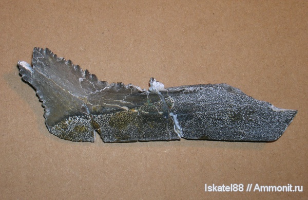 рыбы, зубы, ПИН, Edestodus, Edestodus kolomnensis, fish, teeth