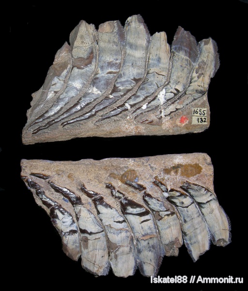 рыбы, зубы, ПИН, Campyloprion ivanovi, Campyloprion, fish, teeth