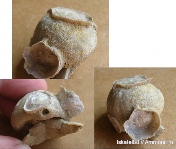 морские ежи, мел, маастрихт, Echinocorys, Maastrichtian, Cretaceous