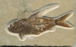 Nematonotus longispinus