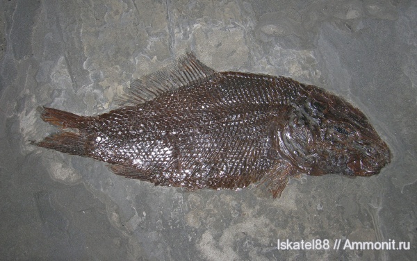 выставки, Paralepidotus ornatus, Paralepidotus