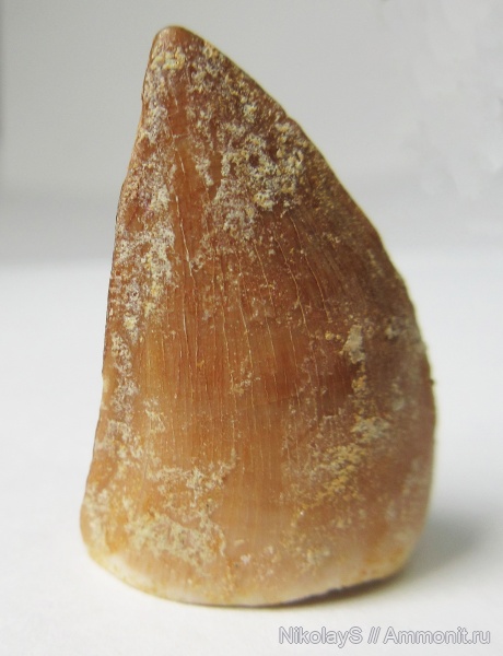 Водные рептилии