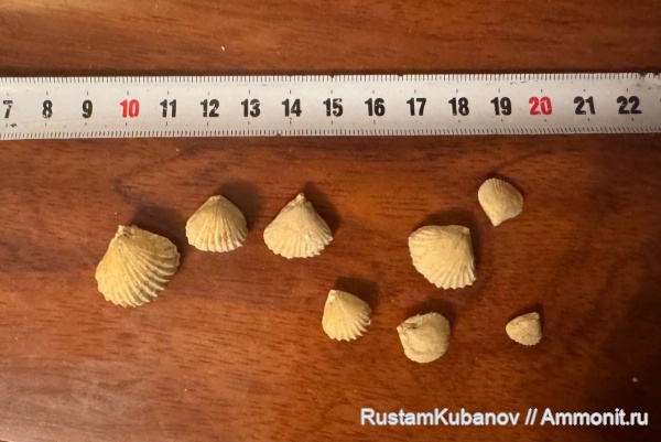 меловой период, brachiopoda, Карачаевский район, Верхняя Теберда