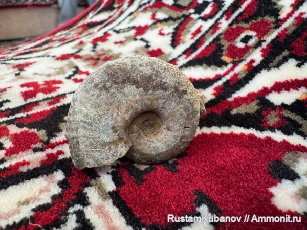 аммониты, юрский период, Ammonoidea, Кавказ, Карачаево-Черкессия. Усть-Джегутинский район