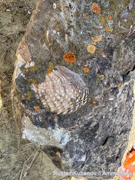 юрский период, Кавказ, Карачаево-Черкессия. Усть-Джегутинский район, Quadratotrigonia?