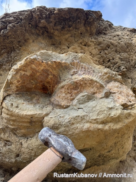 аммониты, юрский период, Ammonoidea, Кавказ, Карачаево-Черкессия. Усть-Джегутинский район