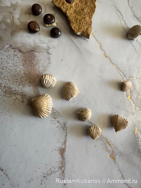 меловой период, brachiopoda, Карачаевский район, Верхняя Теберда