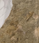 не смог определить