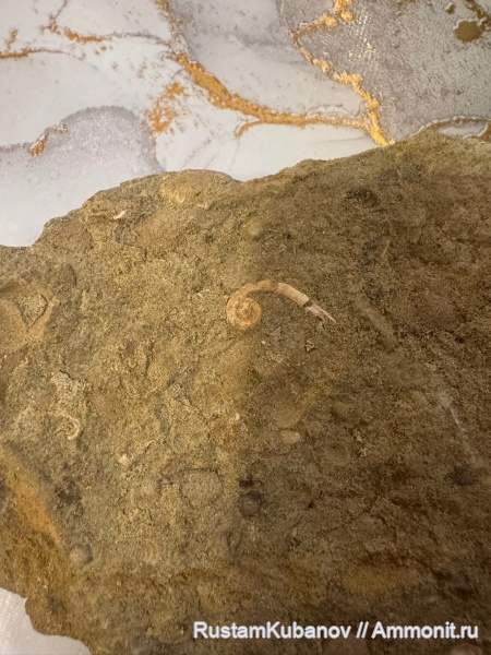 юрский период, Карачаево-Черкессия, Кавказ, Усть-Джегутинский район