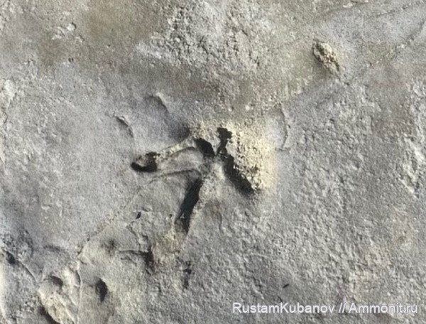 меловой период, следы, Карачаевский район, Верхняя Теберда