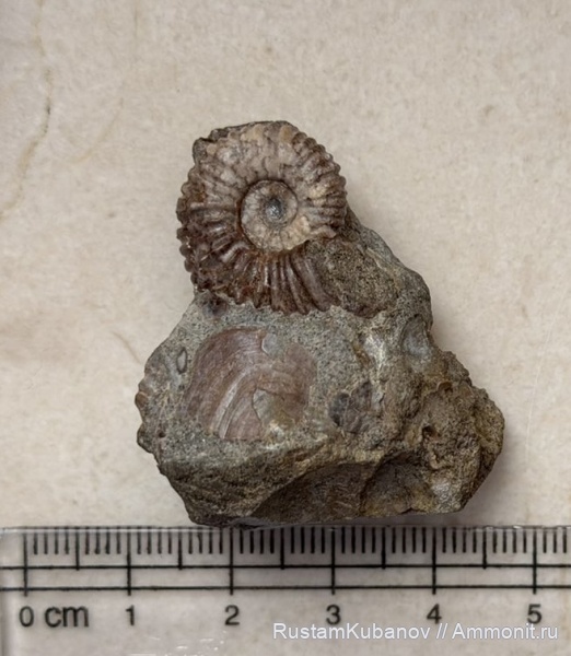 аммониты, юрский период, Усть-Джегутинский район