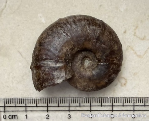 аммониты, юрский период, Ammonoidea, Кавказ, Карачаево-Черкессия. Усть-Джегутинский район