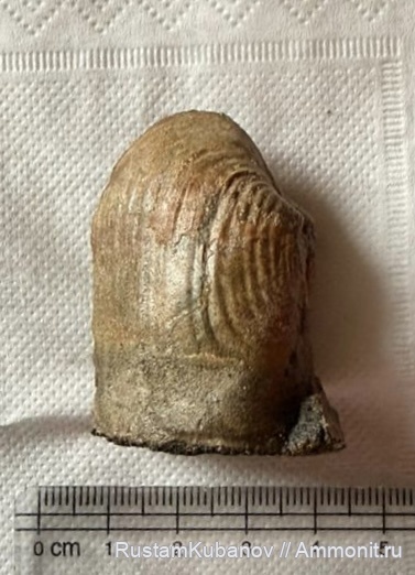 юрский период, Кавказ, Карачаево-Черкессия. Усть-Джегутинский район