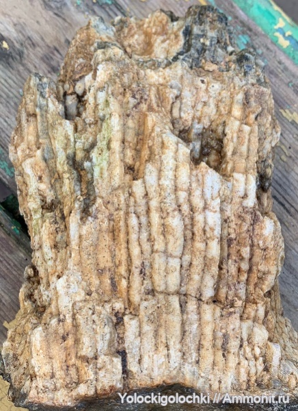 карбон, ругозы, Petalaxis stylaxis, Petalaxis, Rugosa