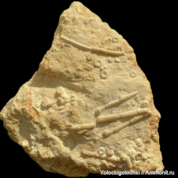 морские ежи, морские лилии, иглокожие, карбон, Archaeocidaris