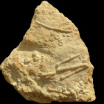 Морские лилии