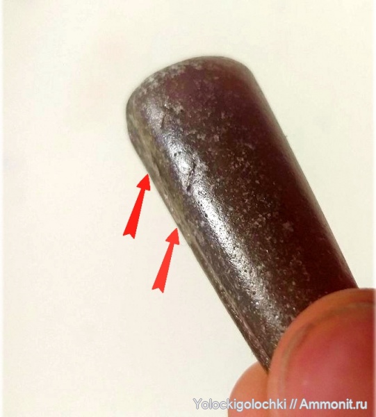 белемниты, юра, ростры, прижизненные повреждения, Jurassic