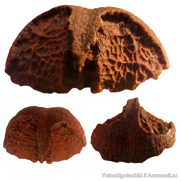 брахиоподы, карбон, Choristites, плеченогие, Spiriferida