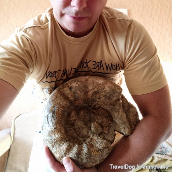 аммониты, келловей, Erymnoceras coronatum