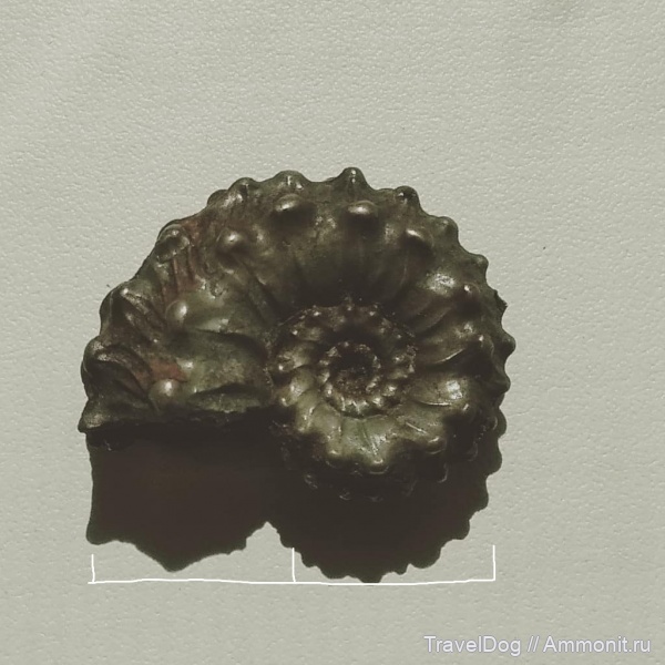 аммониты, Михайлов, келловей, Kosmoceras jason