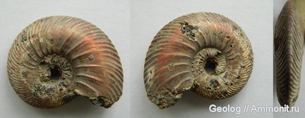 аммониты, головоногие моллюски, Quenstedtoceras, Дубки, Ammonites