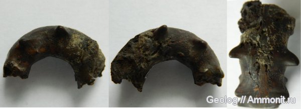 аммониты, головоногие моллюски, Дубки, Ammonites