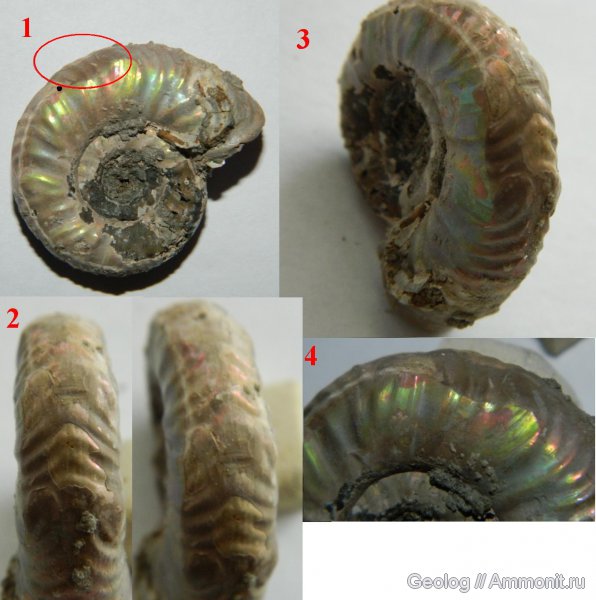 аммониты, головоногие моллюски, Mirosphinctes, Дубки, ?, Ammonites, Wrinkle layer, parabolae