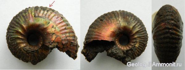 аммониты, головоногие моллюски, Дубки, прижизненные повреждения, Eboraciceras, Ammonites, Eboraciceras sutherlandiae