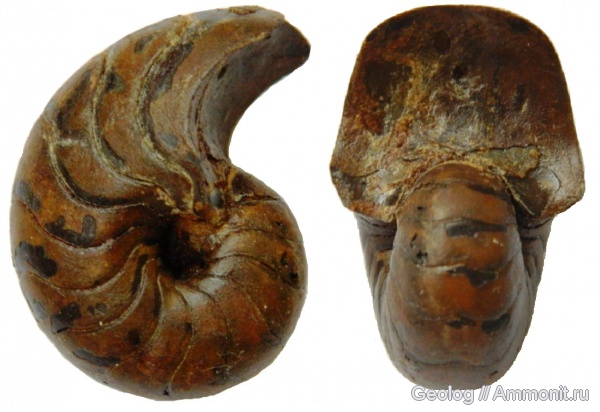 наутилусы, головоногие моллюски, Cenoceras, Дубки, Cenoceras wolgensis, Nautilida