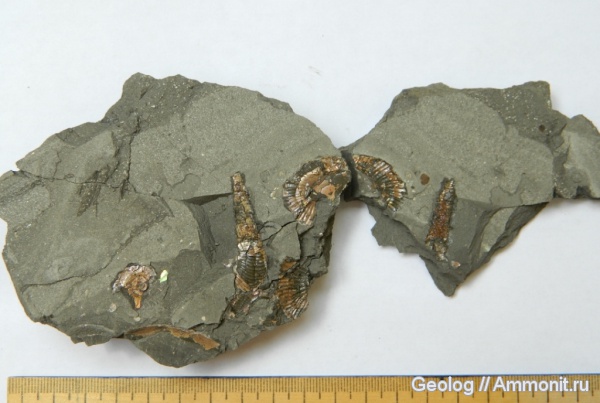 аммониты, гетероморфные аммониты, головоногие моллюски, Ammonites, Volgoceratoides, heteromorph ammonites