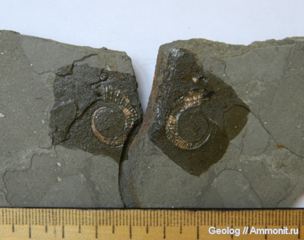 аммониты, гетероморфные аммониты, головоногие моллюски, ?, Ammonites, Koeneniceras, heteromorph ammonites