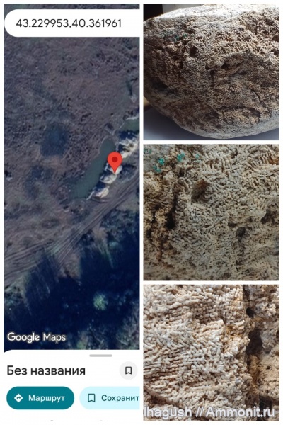 кораллы, мезозой, Окаменелость Абхазии