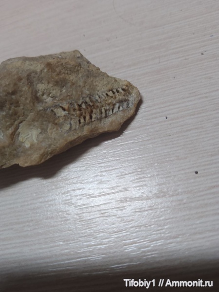 Ортрцерида