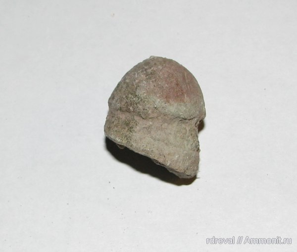 ордовик, мшанки, палеозой, Ordovician