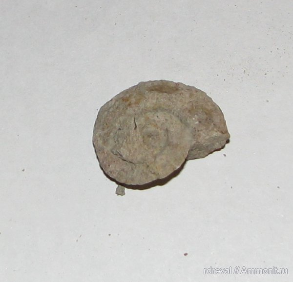 палеозой, Pararaphistoma, Pararaphistoma vaginati