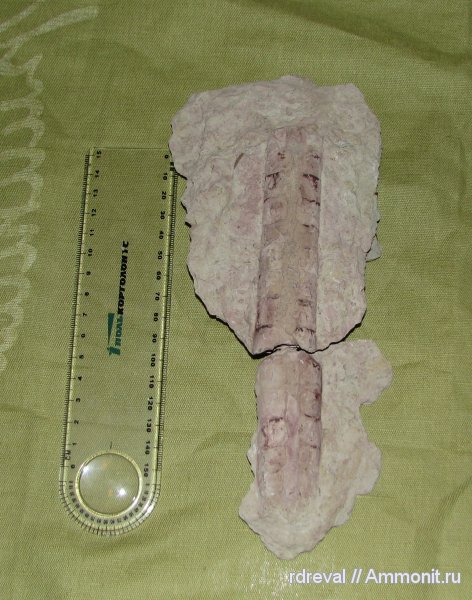 ордовик, головоногие моллюски, эндоцерасы, Ordovician