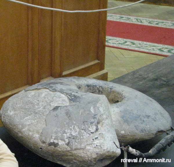 мезозой, ЦНИГР музей им. Ф.Н. Чернышева